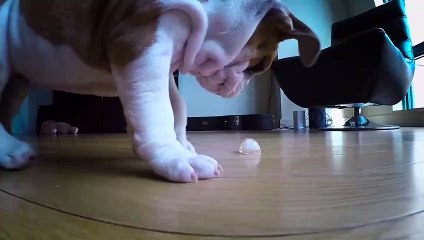 Puppies vs. Ice Cubes