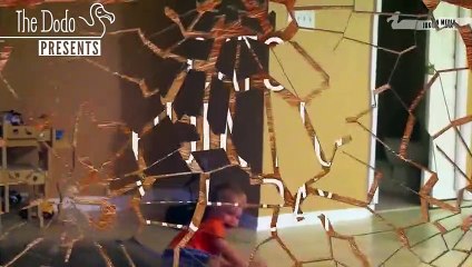 Cats Ruining Your Day   The Dodo