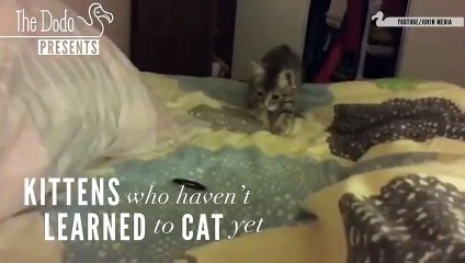 Kittens Who Haven't Learned To 'Cat' Yet   The Dodo