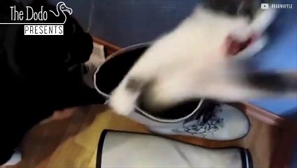 Cats Chillin' in Shoes