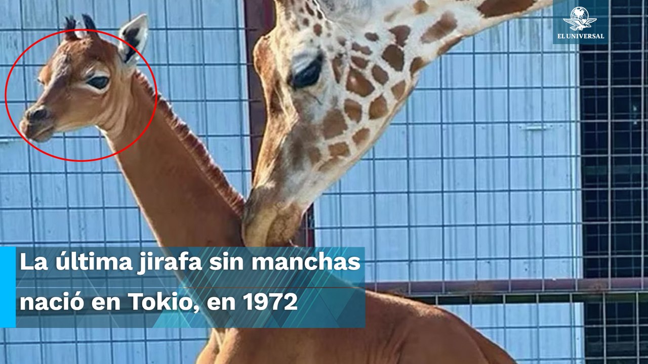 “Única en el mundo”, así es la jirafa que nació sin manchas