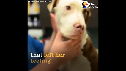 Crying Dog Who Refused To Be Touched Loves To Cuddle Now   The Dodo