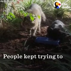 Feral Senior Cat Becomes A Total Mama's Boy - MR. BELVEDERE   The Dodo