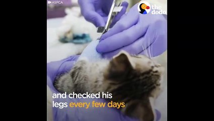 Wobbly Kitten Gets Kitty Casts To Help Him Walk Again   The Dodo