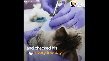 Wobbly Kitten Gets Kitty Casts To Help Him Walk Again   The Dodo