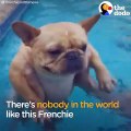 Hilarious French Bulldog Gets New Baby Brother   The Dodo
