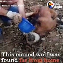 Maned Wolf Dying of Thirst Saved by Guys Who Give Him Water   The Dodo