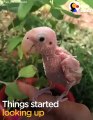 Naked Bird Who Lost Her Feathers Is So Loved Now   The Dodo