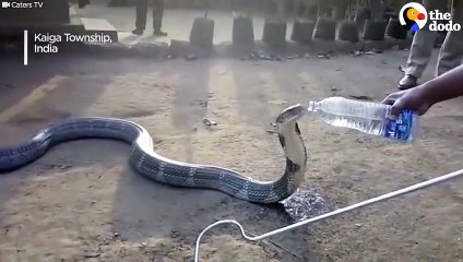 Thirsty Cobra Gets Drink From Kind Men   The Dodo