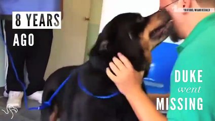 Lost Dogs Who Found Their Way Home   The Dodo