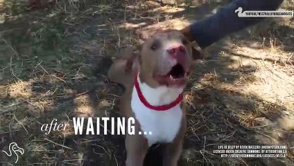 Dogs Who Just Found Out They've Been Adopted   The Dodo