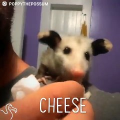 Rescue Possum Loves Her Snacks   The Dodo