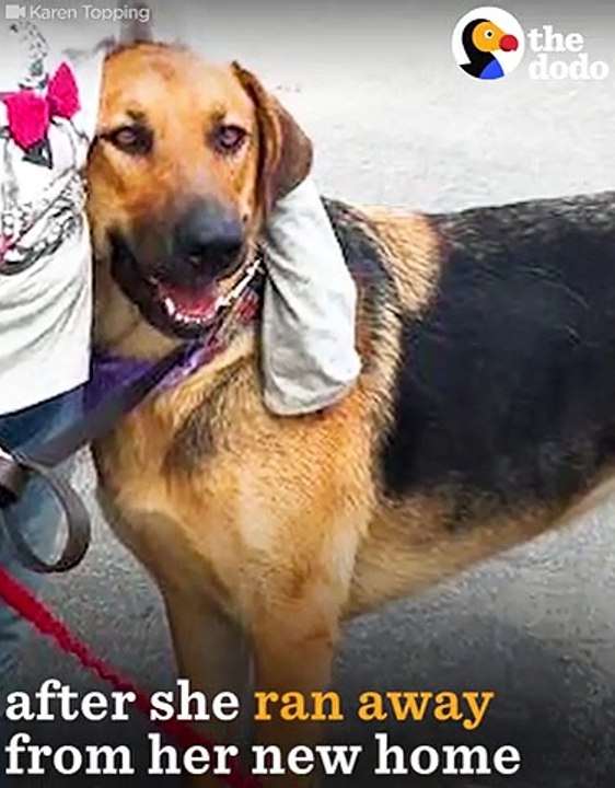 Dog Only Allows Little Girl To Rescue Him   The Dodo