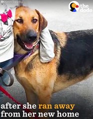 Dog Only Allows Little Girl To Rescue Him   The Dodo