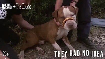 Dog Tied Up And Abandoned Meets Just The Right People