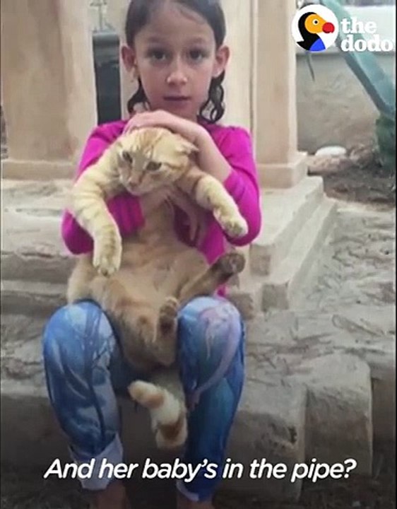 Guy Tears Down Home To Save Kitten Stuck for 48 Hours   The Dodo