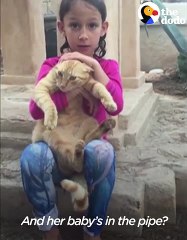 Guy Tears Down Home To Save Kitten Stuck for 48 Hours   The Dodo