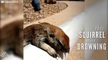 Tiny Squirrel Who Nearly Drowned Is Nursed Back To Life By Pool Guy