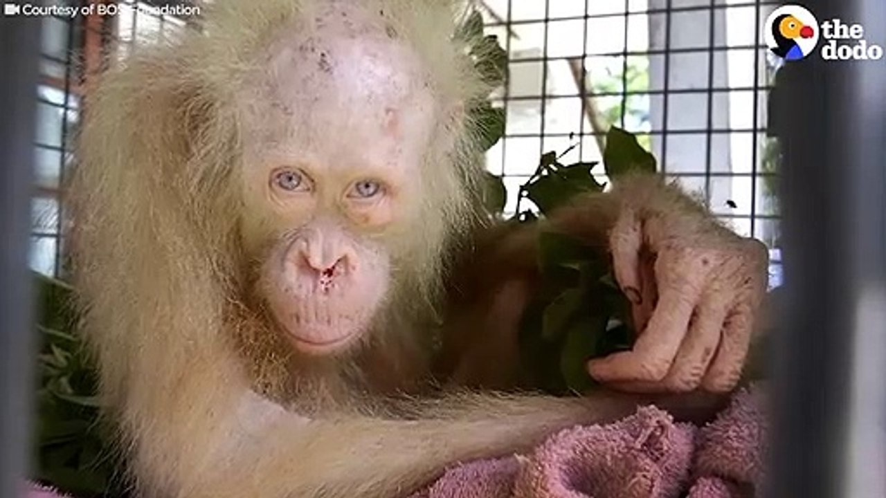 White Orangutan Locked Up For 2 Days Is Finally Free   The Dodo