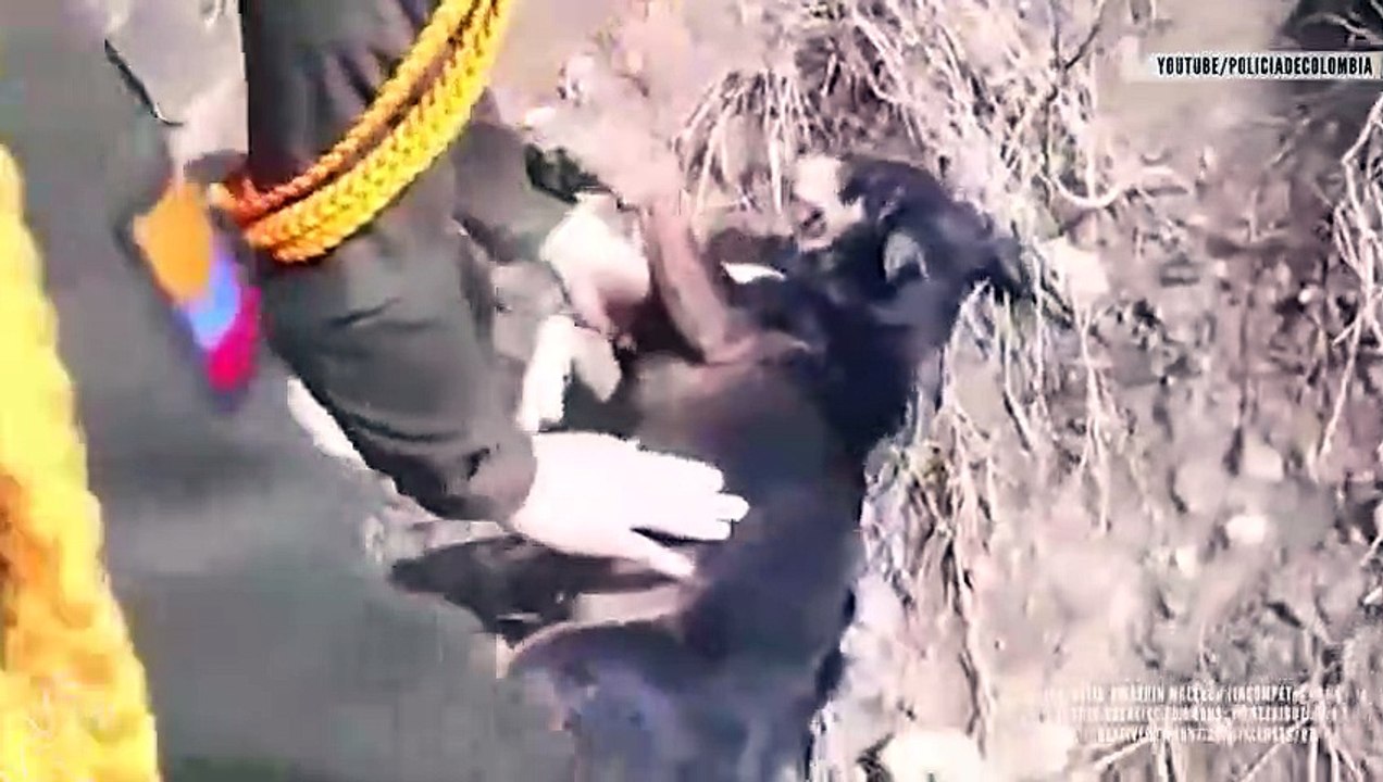 Risking It All For Man's Best Friend
