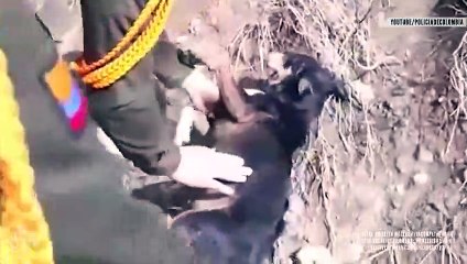 Risking It All For Man's Best Friend