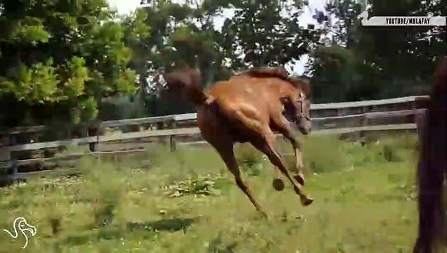 Animal Moms Reunited With Their Babies The Dodo