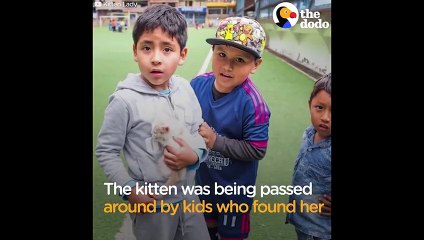 Kitten Lady Rescues Cat During Vacation   The Dodo