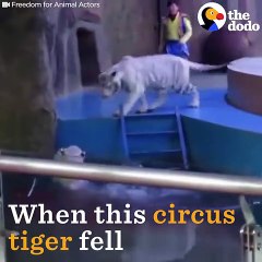 Tigers Rush To Help Their Friend Who Fell   The Dodo
