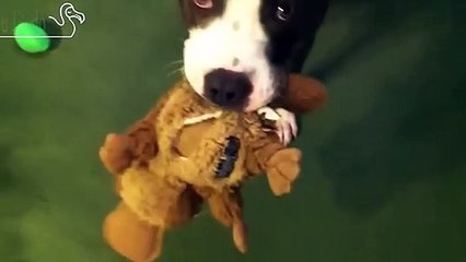 Pit Bulls Who Love Their Teddy Bears
