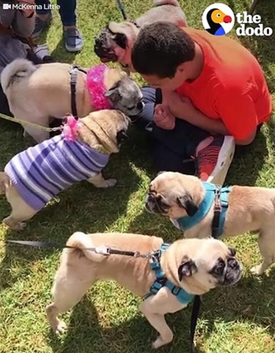 Boy With Autism Gets PUG Birthday Surprise   The Dodo