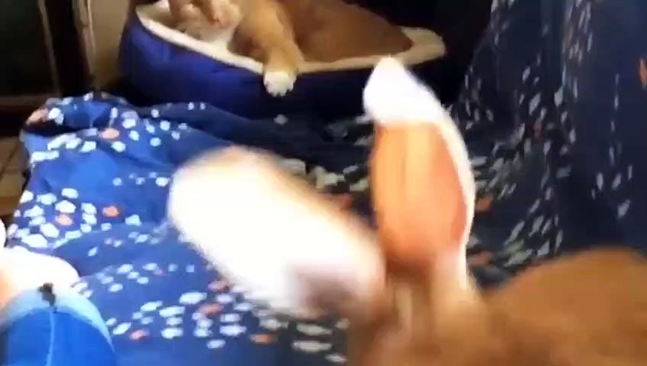 Wallace the Wabbit & Gus the Cat