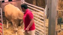Rescued Bull Gets His First Bed