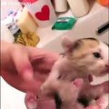 Tiny Kitten Gets Pulled From Wall