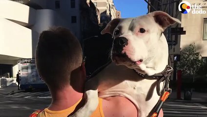 Dog Found With Broken Legs Has The Best Foster Mom   The Dodo