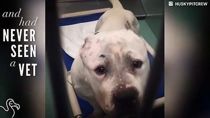 Abandoned Mama Pit Bulls Get A Second Chance