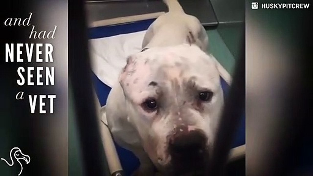 Abandoned Mama Pit Bulls Get A Second Chance
