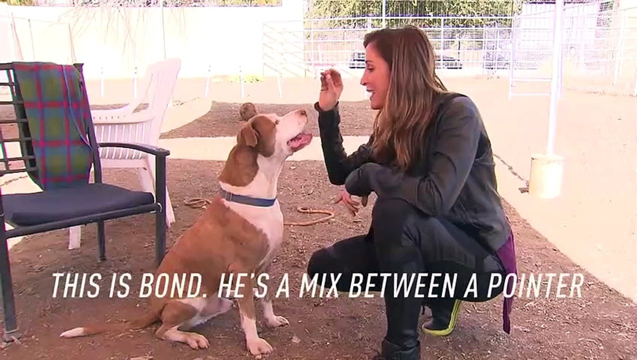 Adoption Profile Bond