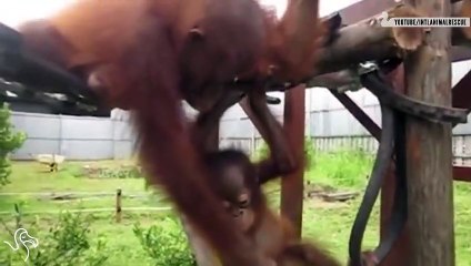 Animal Friends Stick Together