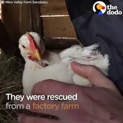 Chickens See Daylight For The First Time   The Dodo