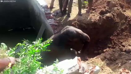 Baby Elephant Gets Pulled Out Of Water Tank