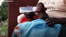 Baby Chimp Drinks From Bottle Every Day   The Dodo