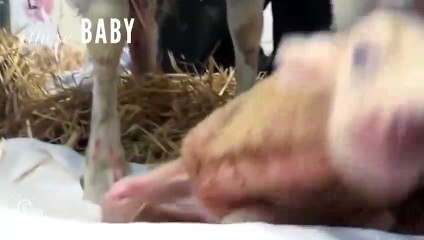 Baby Lambs Living A Life Their Parents Never Had