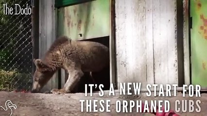 Bear Cubs Rescued From Garbage Dump Love Their New Life