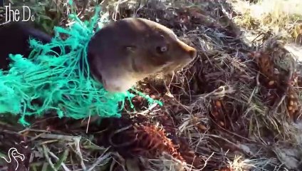Baby Seal Tangled In Net Gets Returned To The Ocean
