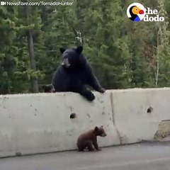 Bear Mom Saves Cub From Highway