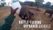 Bottle-Feeding Orphaned Animals