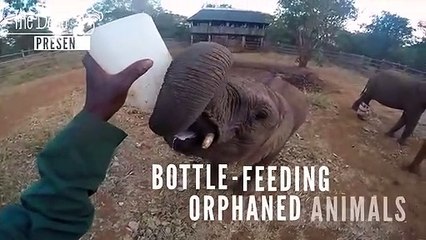 Bottle-Feeding Orphaned Animals