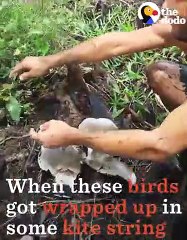 Birds Rescued From Kite String