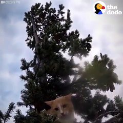 Cat Rescued From 110-Foot Tree