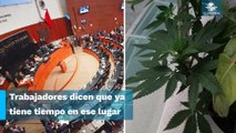 Planta de marihuana aparece en pasillos del Senado
